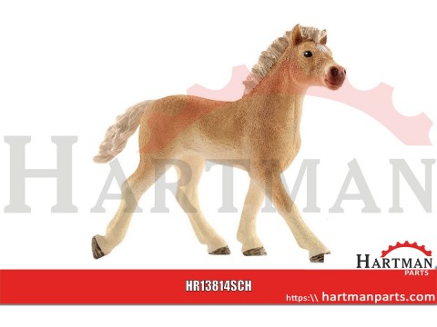 Źrebię Haflinger