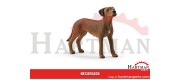 Pies Rhodesian Ridgeback